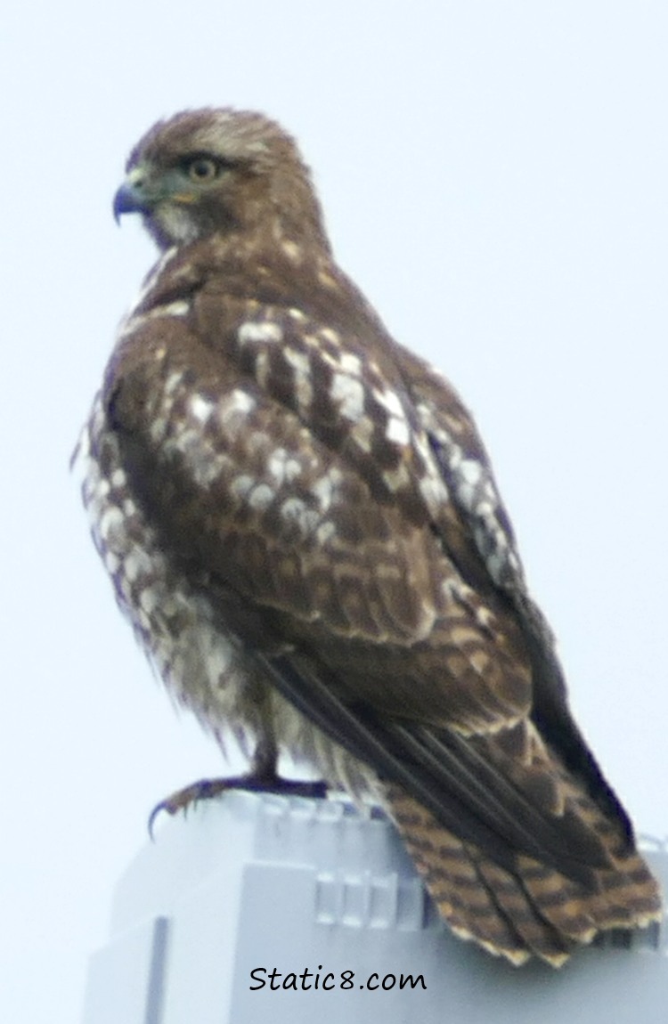 Red Tail Hawk up on a street lamp