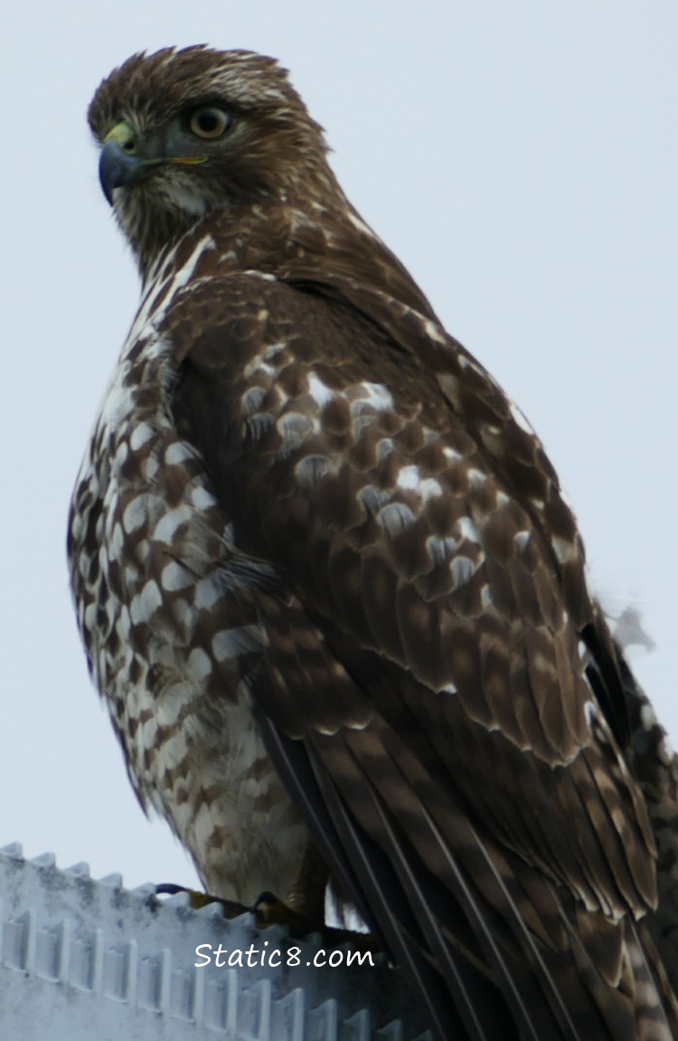 Red Tail Hawk on a street lamp