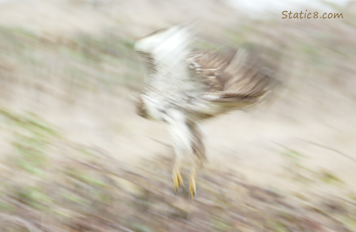 Blurry pic of Red Tail Hawk taking off from the ground