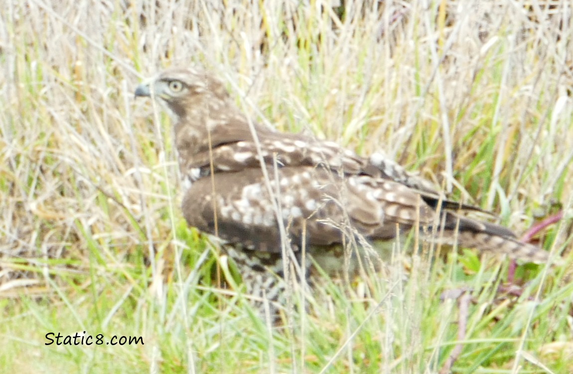 Red Tail Hawk standing on the ground in the grasses