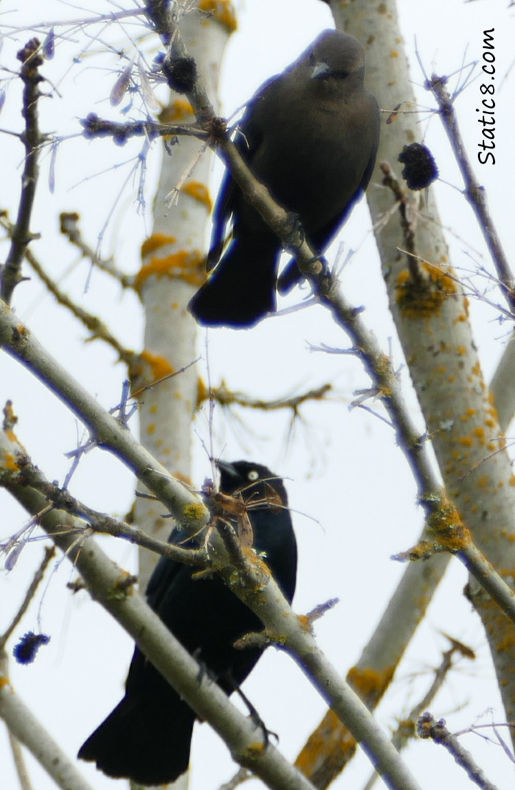 Brewer Blackbirds, a female and male in a tree