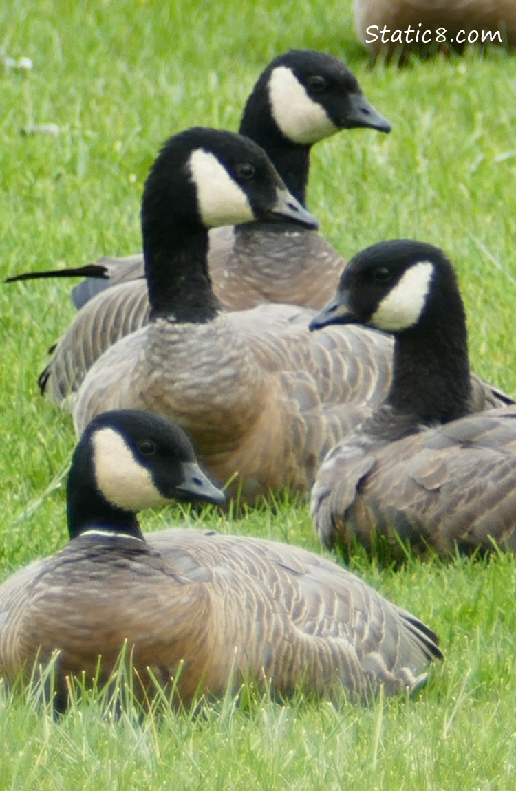Four Cackling Geese sitting in the grass