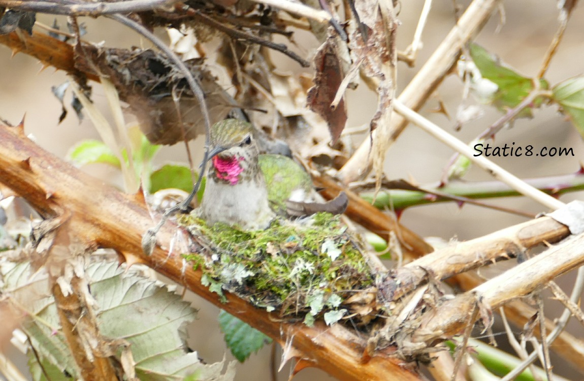 Anna Hummingbird on a nest, flashing her gorget