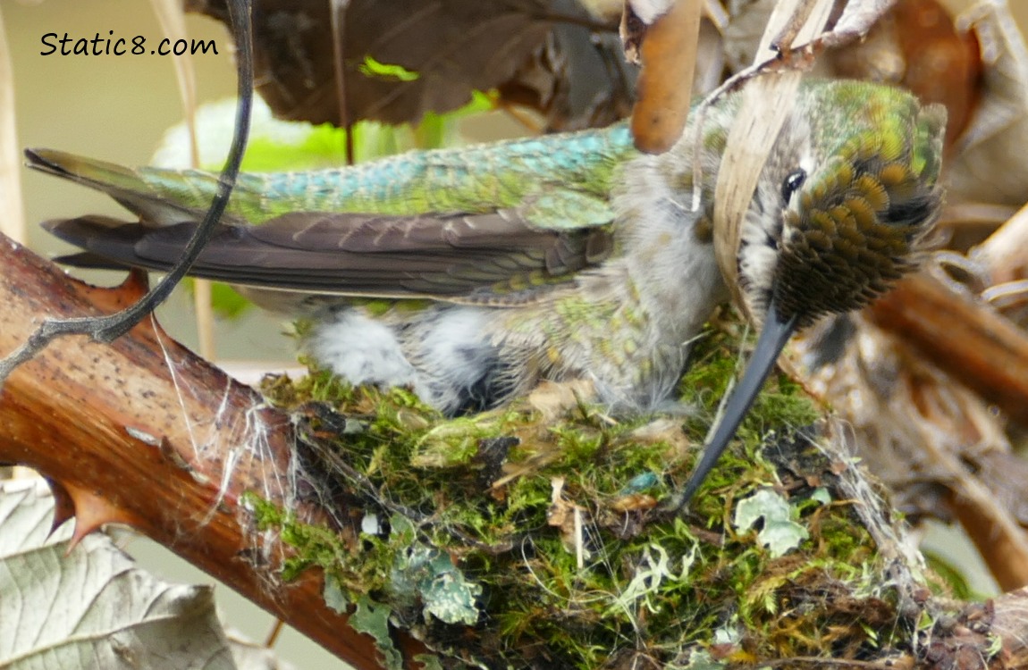Anna Hummingbird, working on her nest