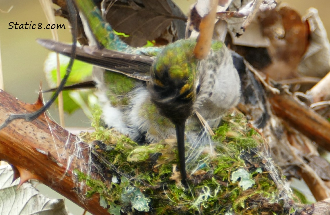 Anna Hummingbird, working on her nest