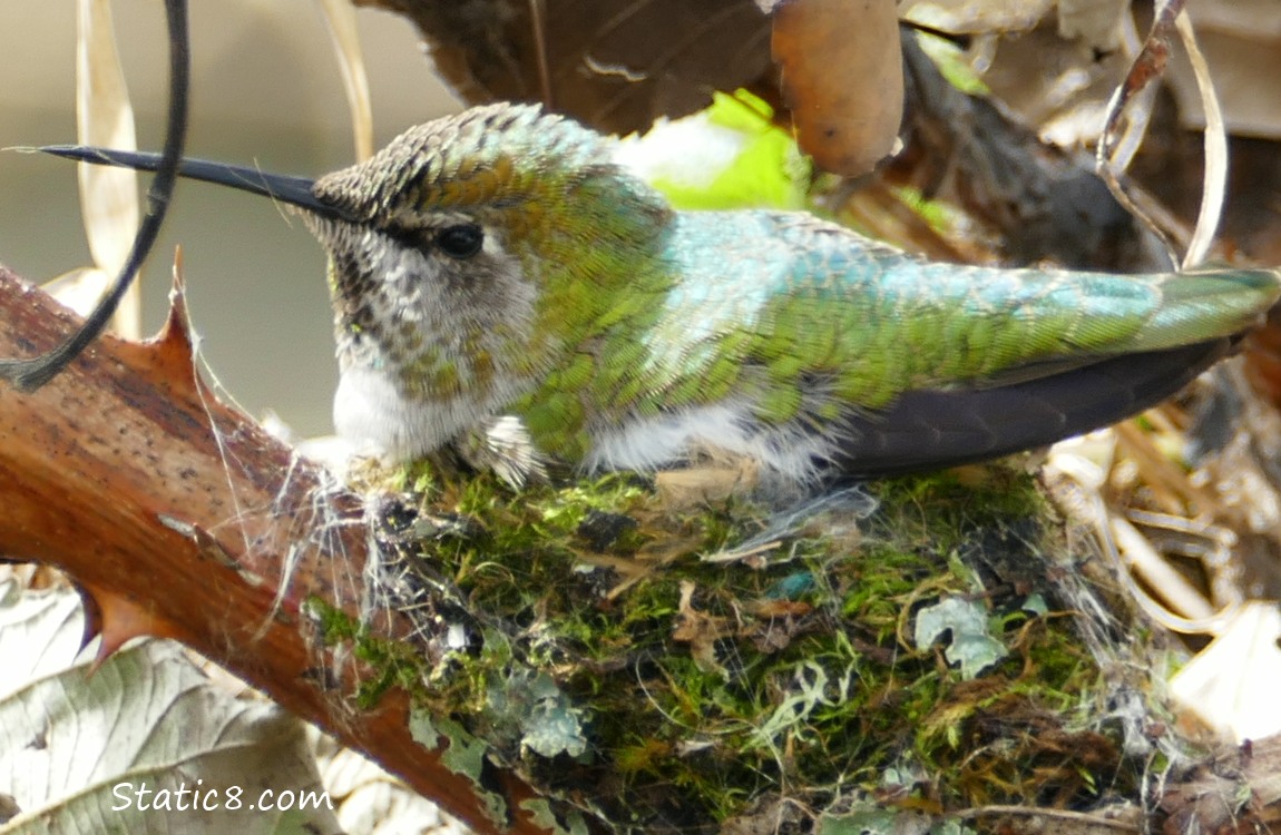 Anna Hummingbird sitting on her incomplete nest