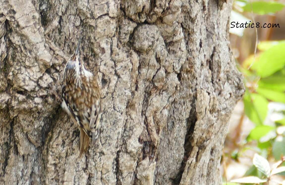 A Brown Creeper, camouflaged against a tree trunk