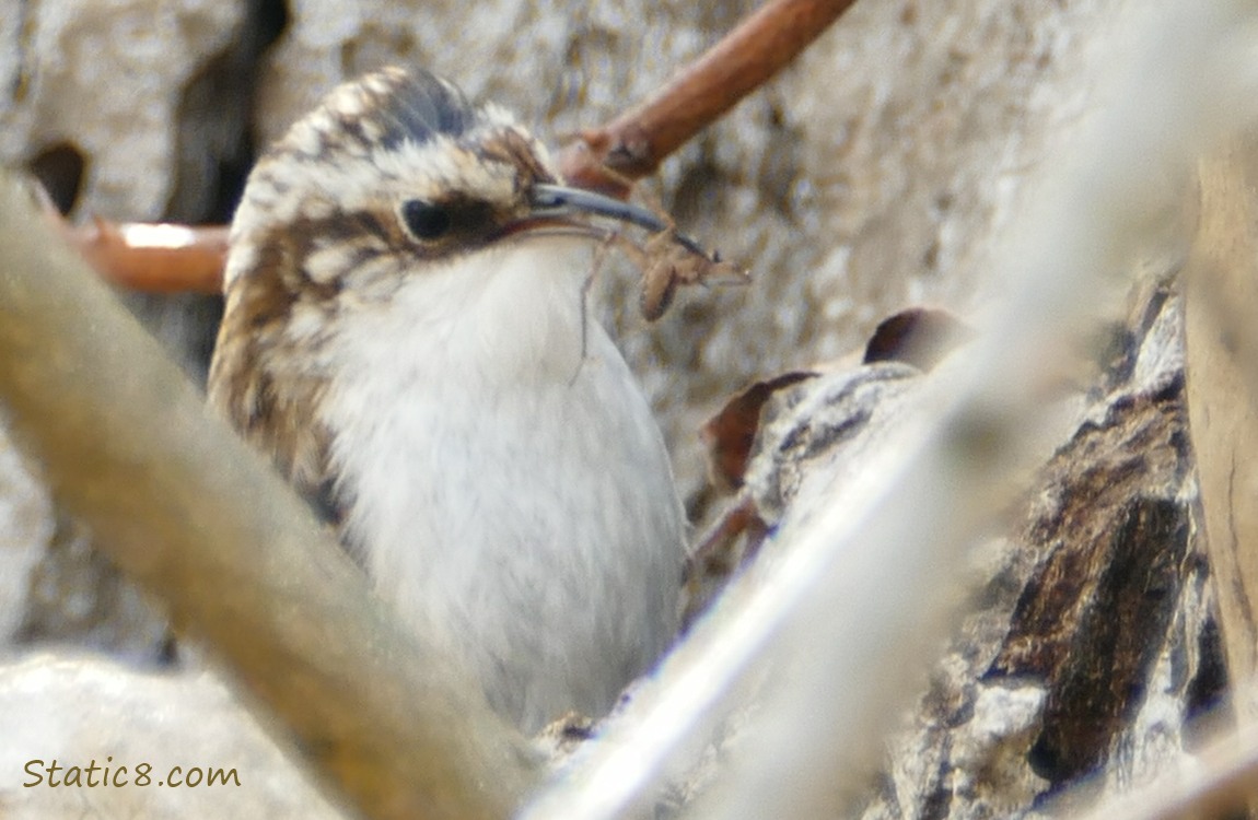 Brown Creeper holding a spider