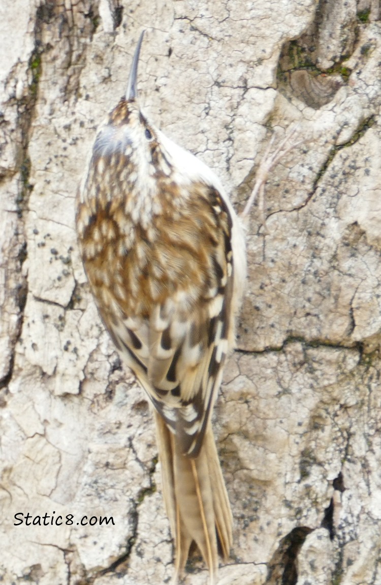 Brown Creeper on the trunk of a tree