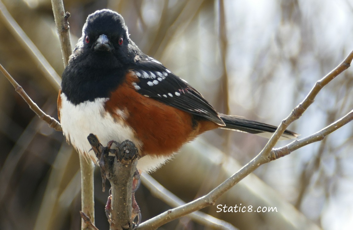 Spotted Towhee looking right at the camera