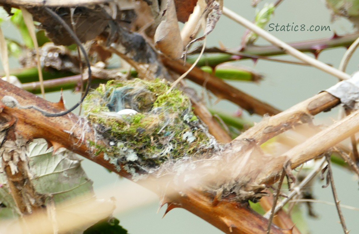 Hummingbird egg in nest