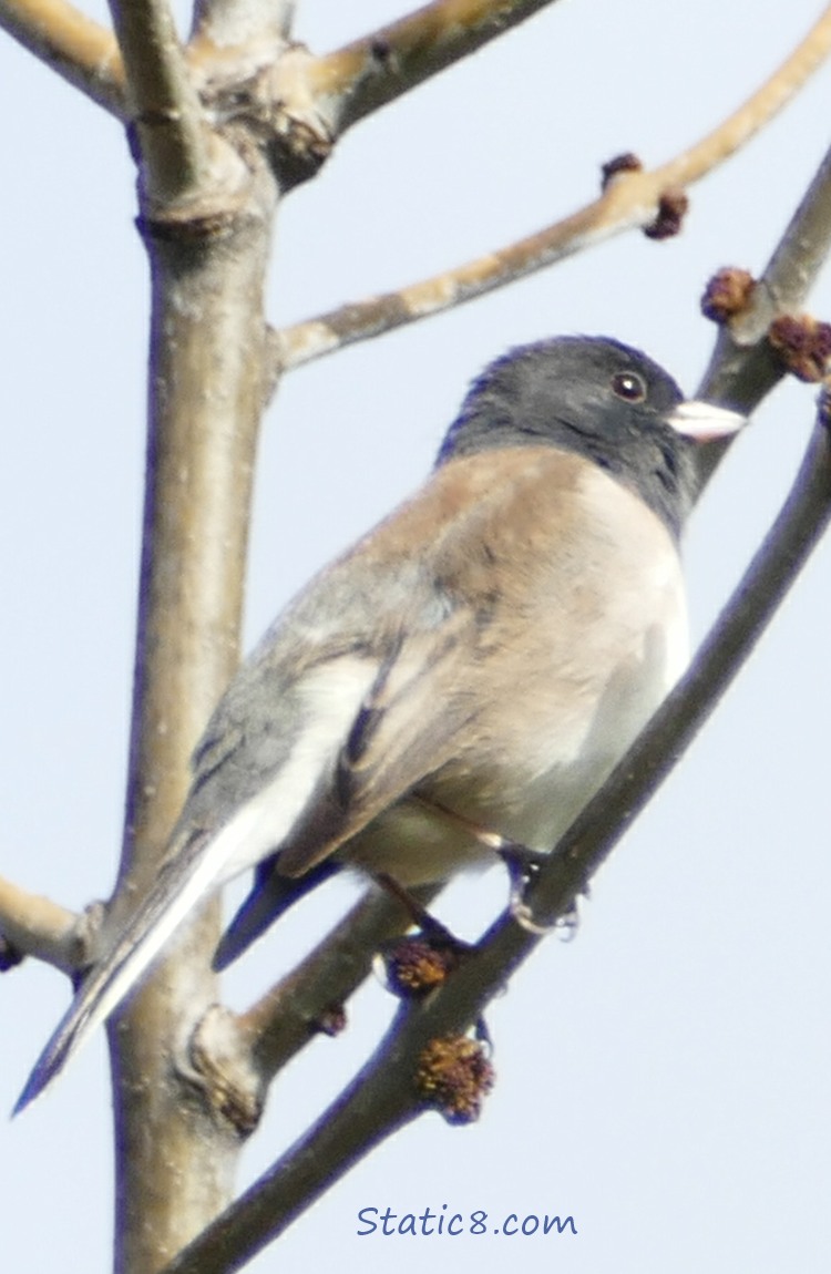 Dark Eyed Junco up in a tree