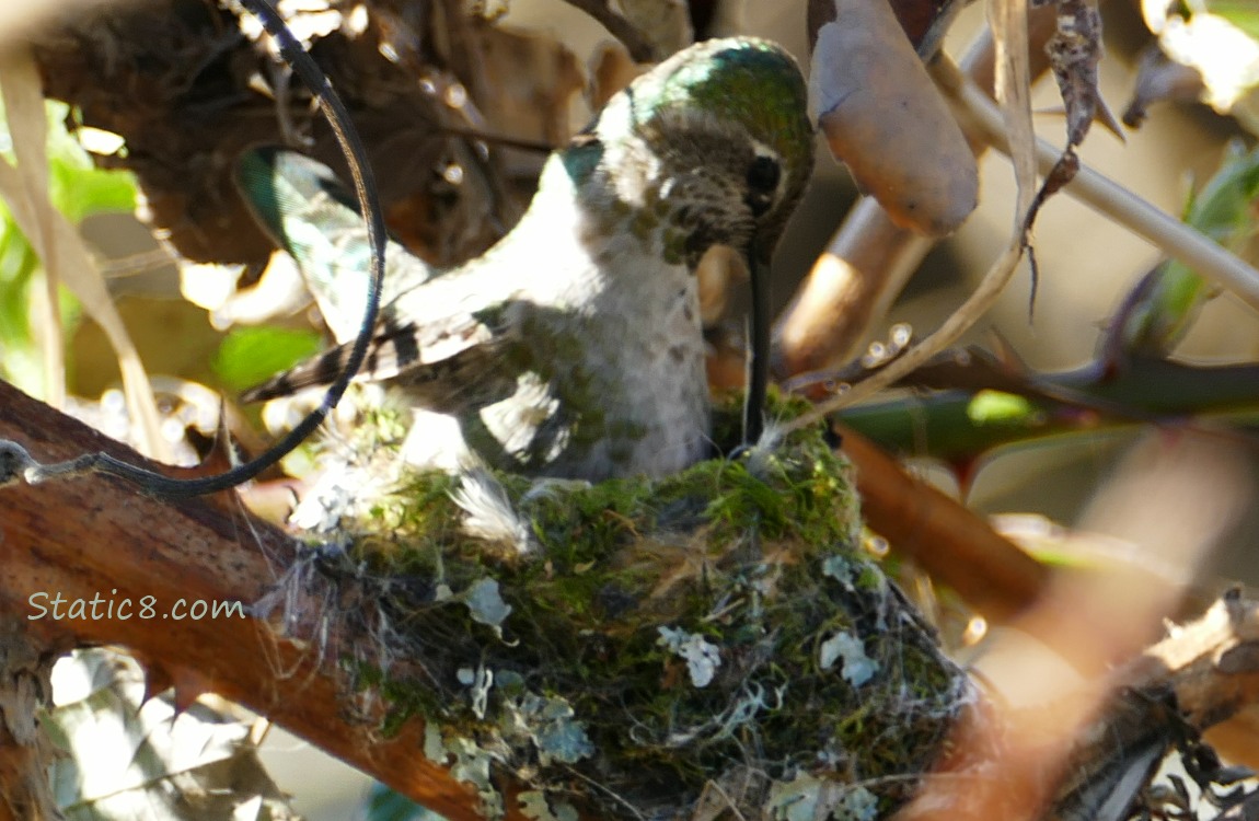 Hummingbird in nest, fixing something with her beak