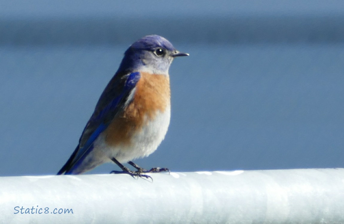 Bluebird sitting on a railing with a blue background