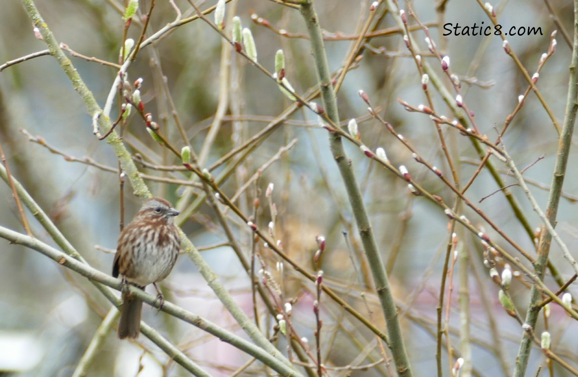 Song Sparrow and pussy willow