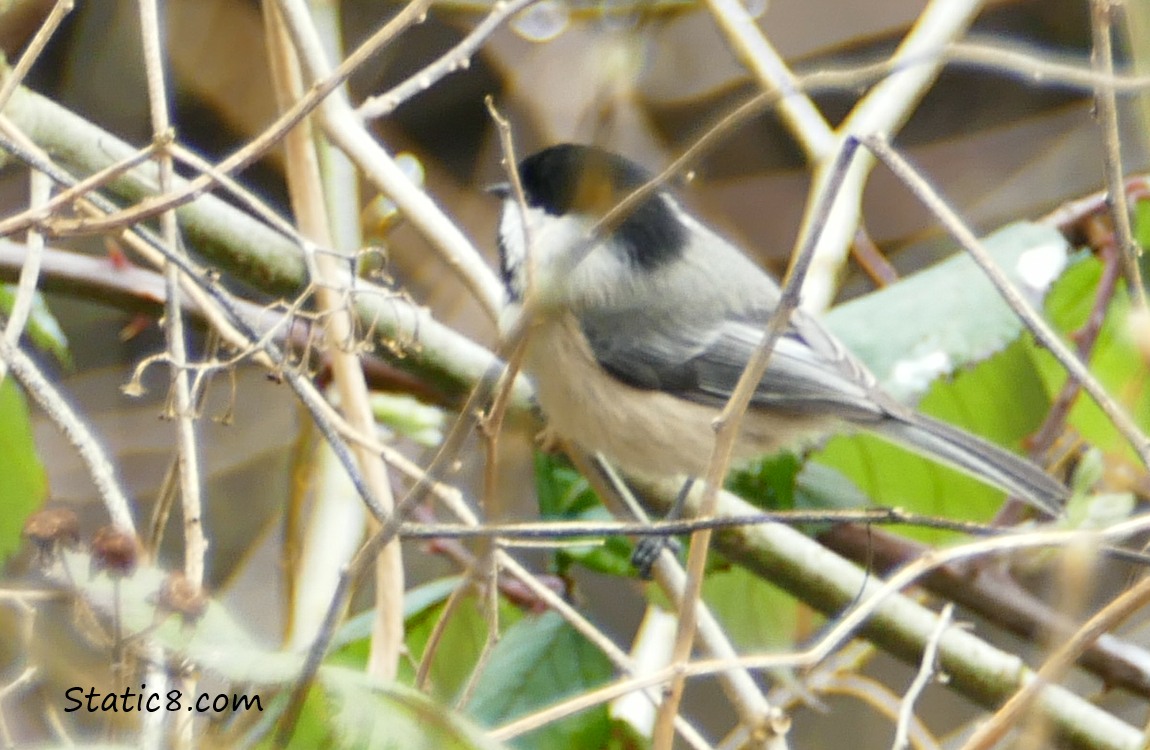 Chickadee behind some twigs, obscuring their face!