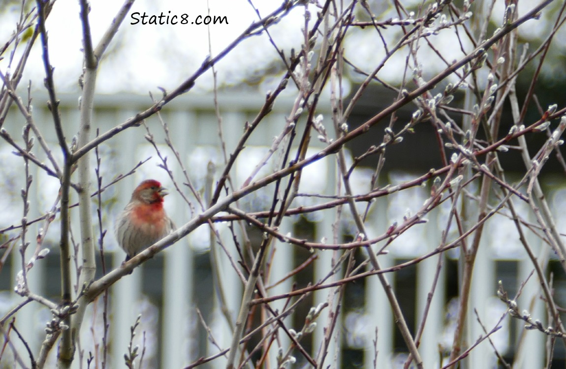 House Finch in the pussy willows