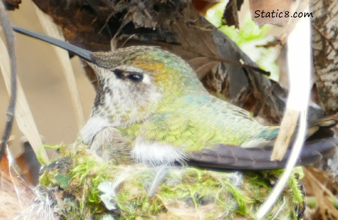 Nesting Anna Hummingbird