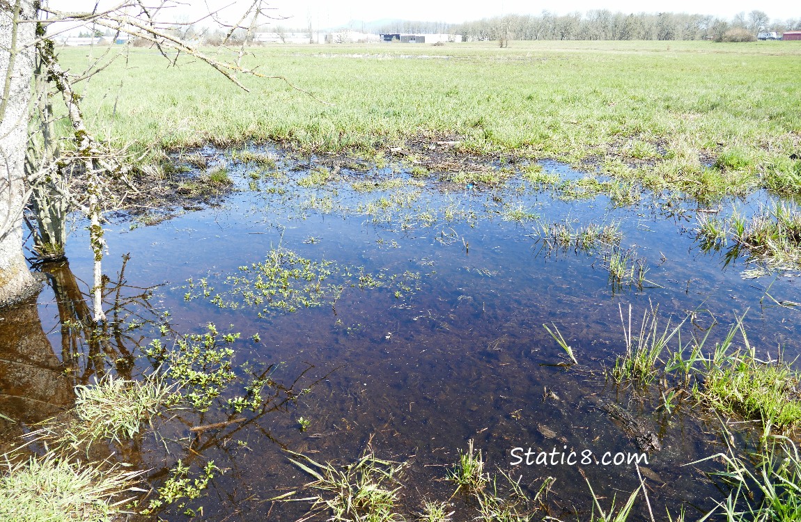 a puddle in the grass