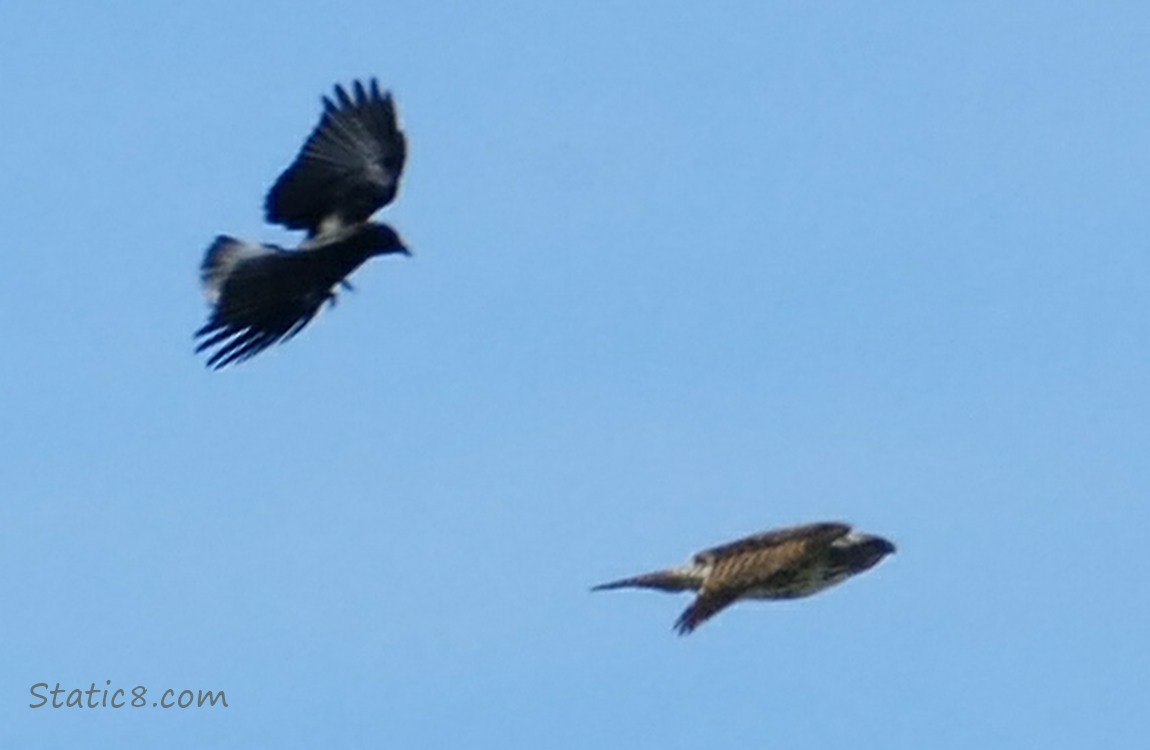 Crow mobbing a Red Tail Hawk in midair!