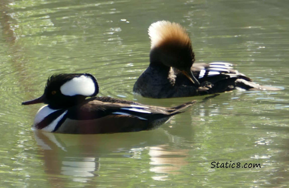 A male and female Merganser in the water