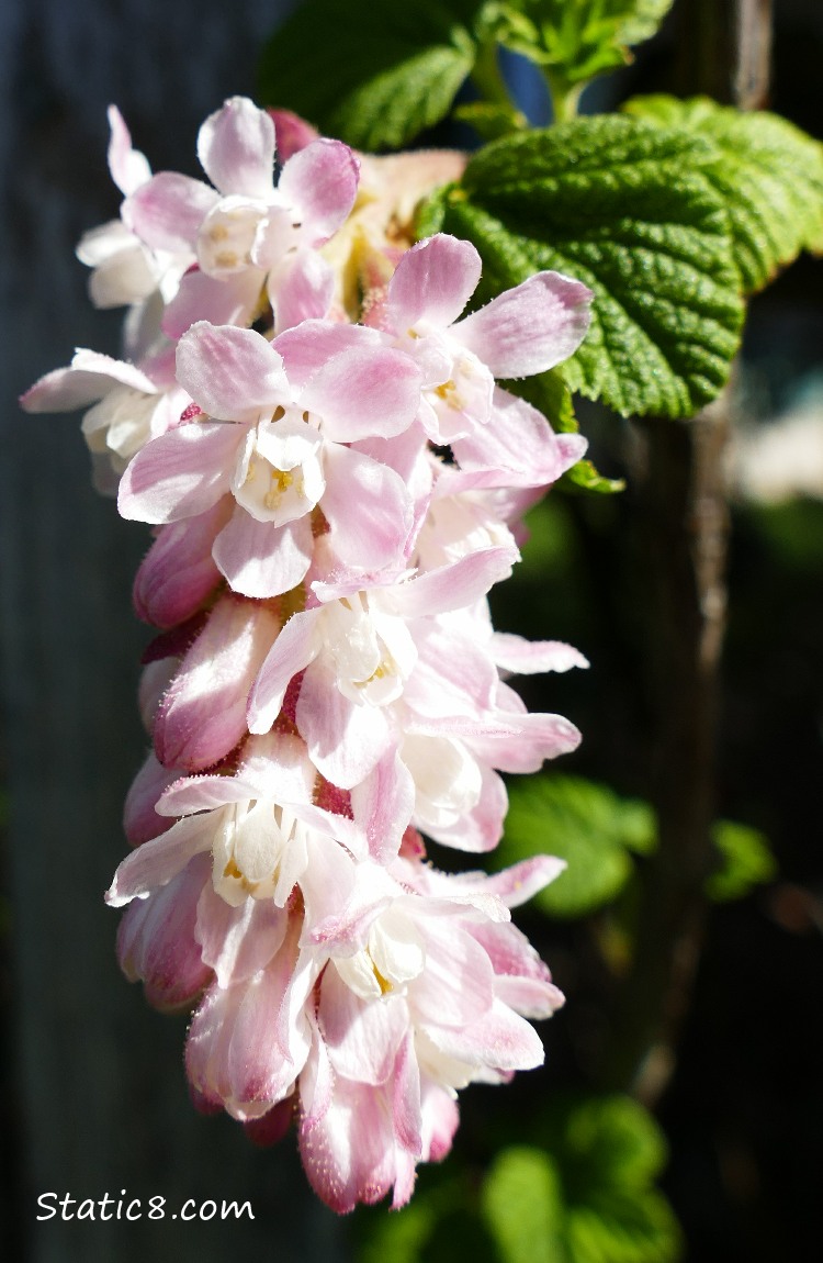 Pink flowers of Red Currant