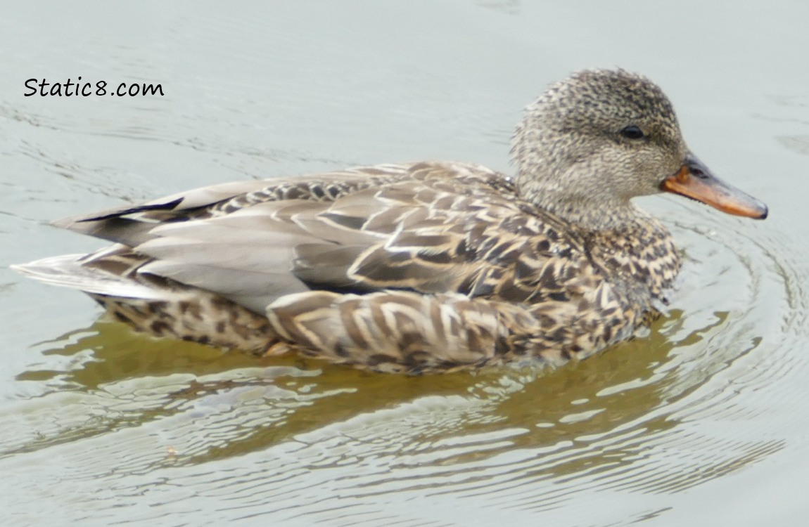 female Gadwall in the water