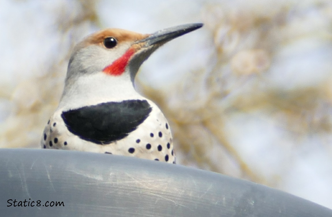 male Northern Flicker looking over a street lamp