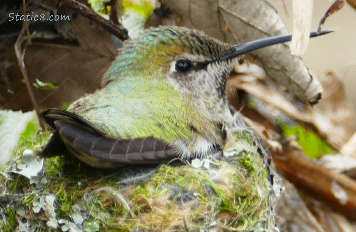 Anna Hummingbird in her nest