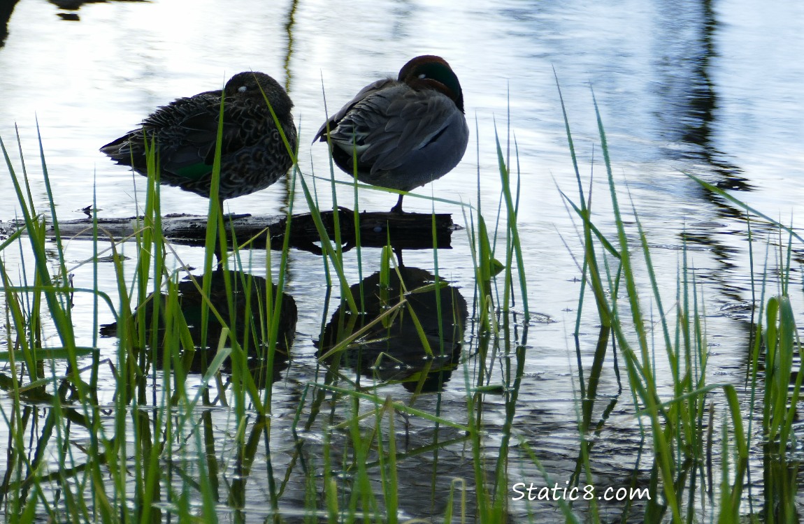 Silhouette of female and male Greenwing Teals on a log, surrounded by water and grass