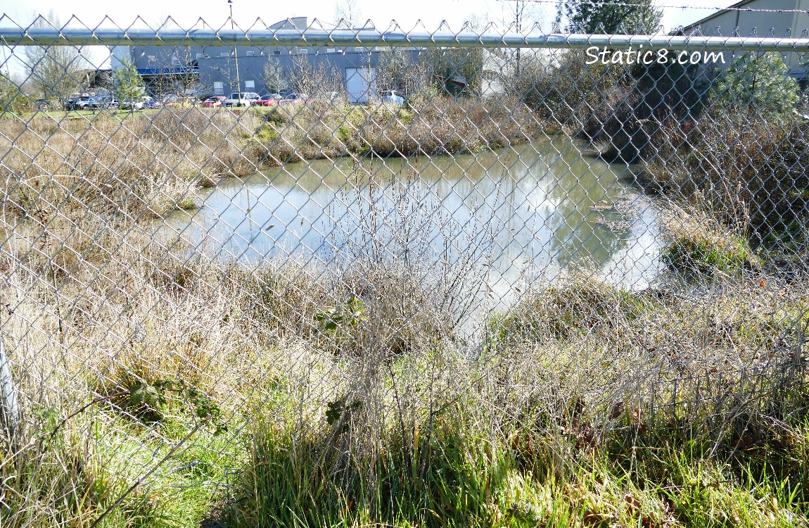 A little pond, behind a chain link fence