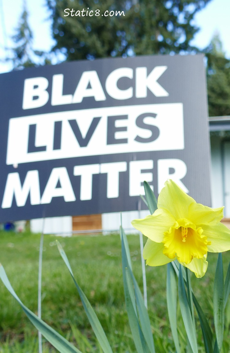 Black Lives Matter sign with a daffodil