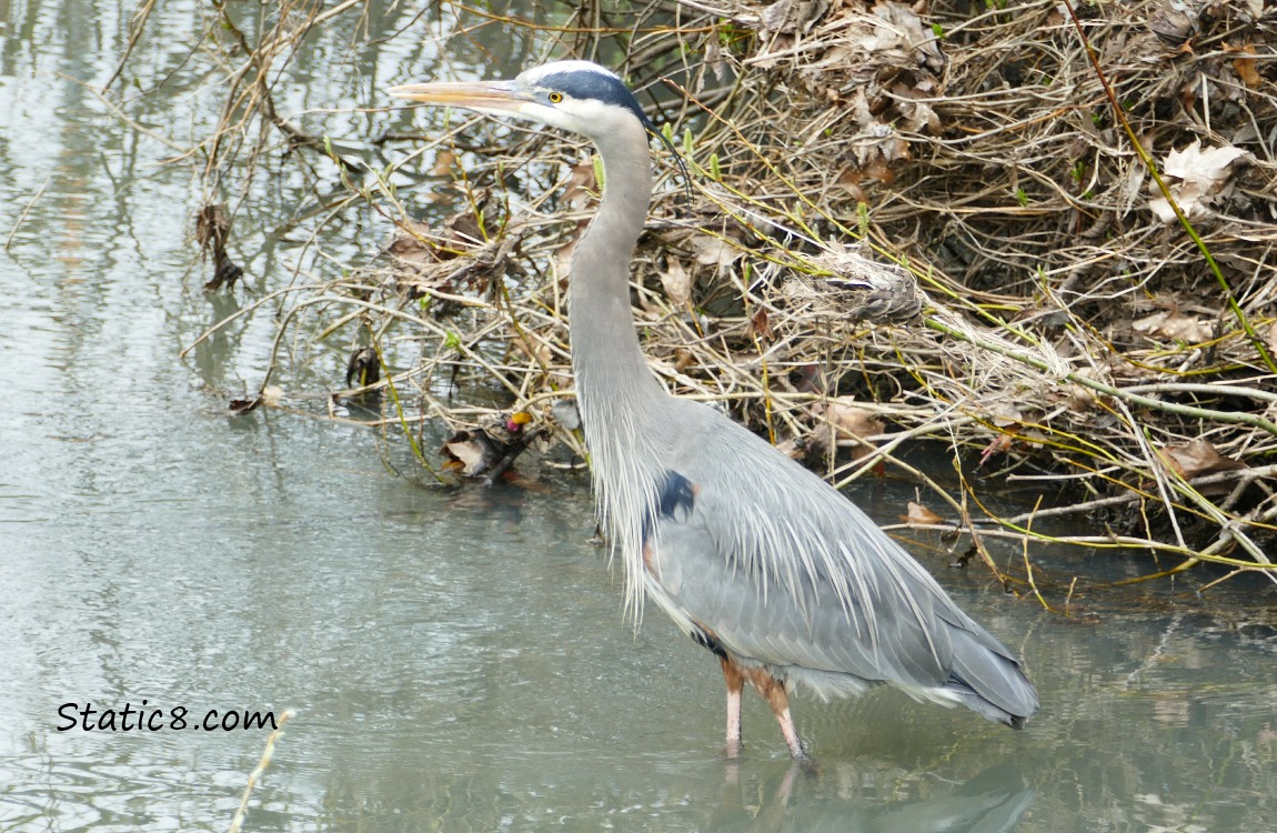 Great Blue Heron standing in the creek