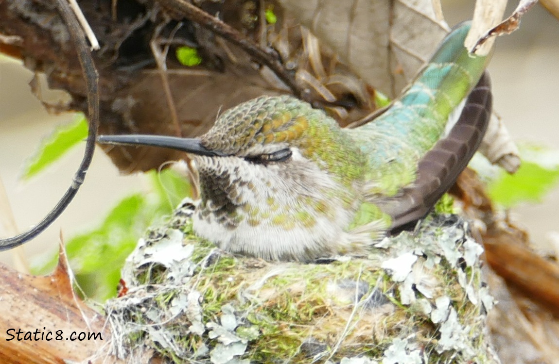 Anna Hummingbird sitting in her nest