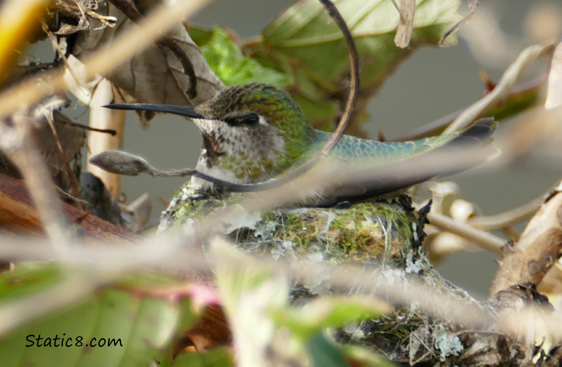 Looking past sticks and leaves at the Anna Hummingbird on her nest