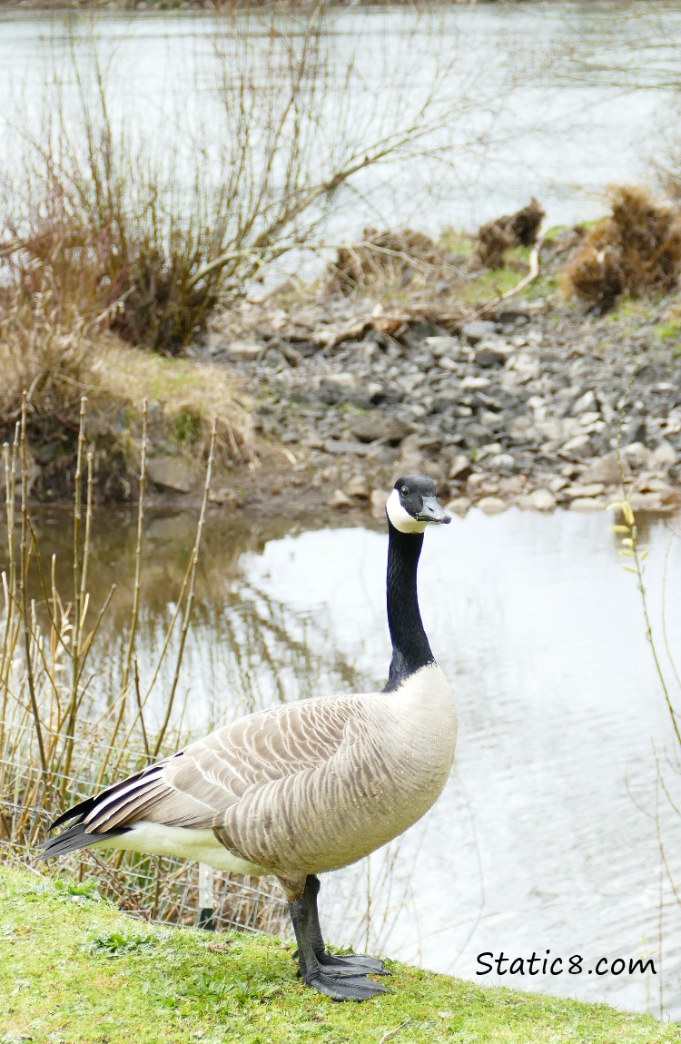Dry spillover between the river and ponds.  And a Canada Goose.