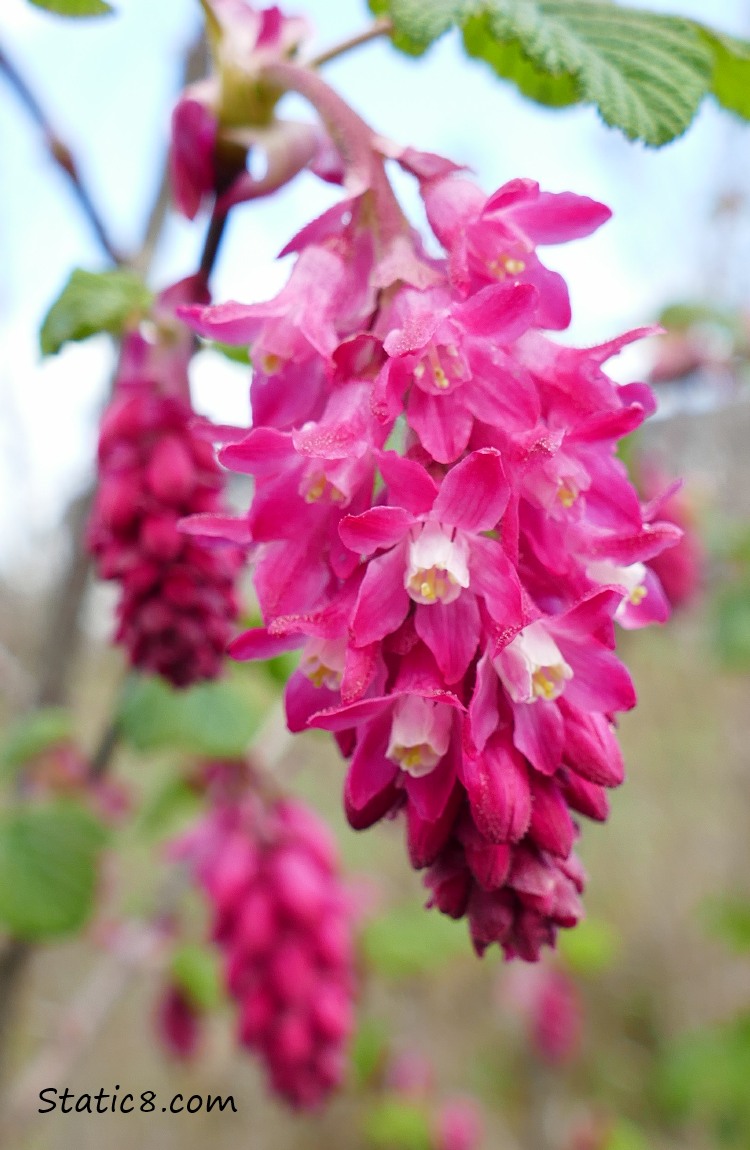 blooms of Red Flowering Currant