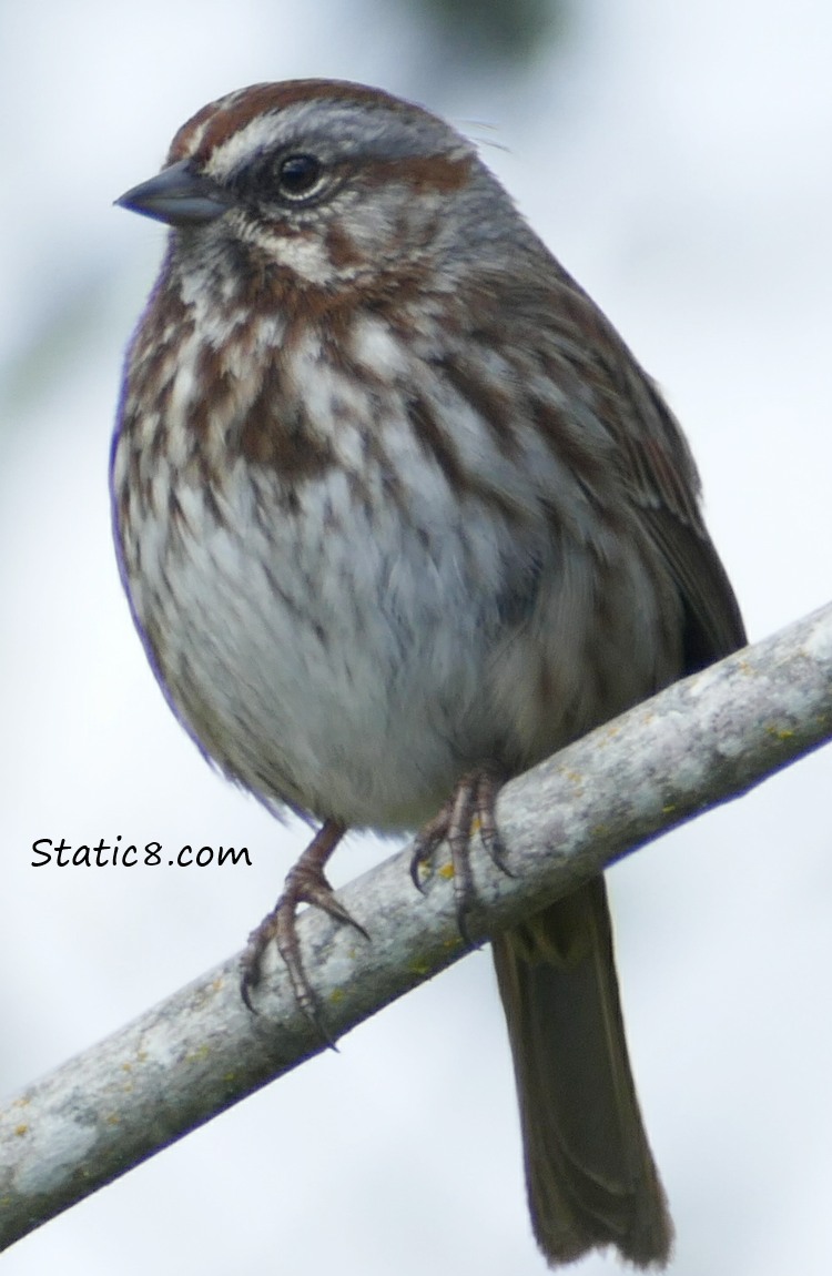 Song Sparrow on a twig