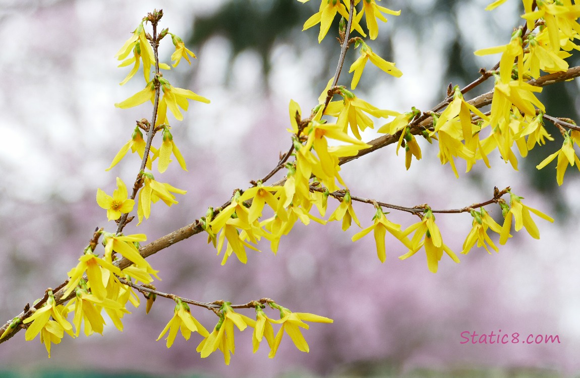Forsythia blooms with a pale pink background