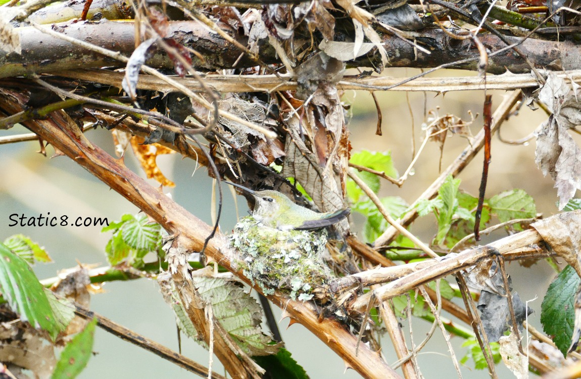 Anna Hummingbird on her nest