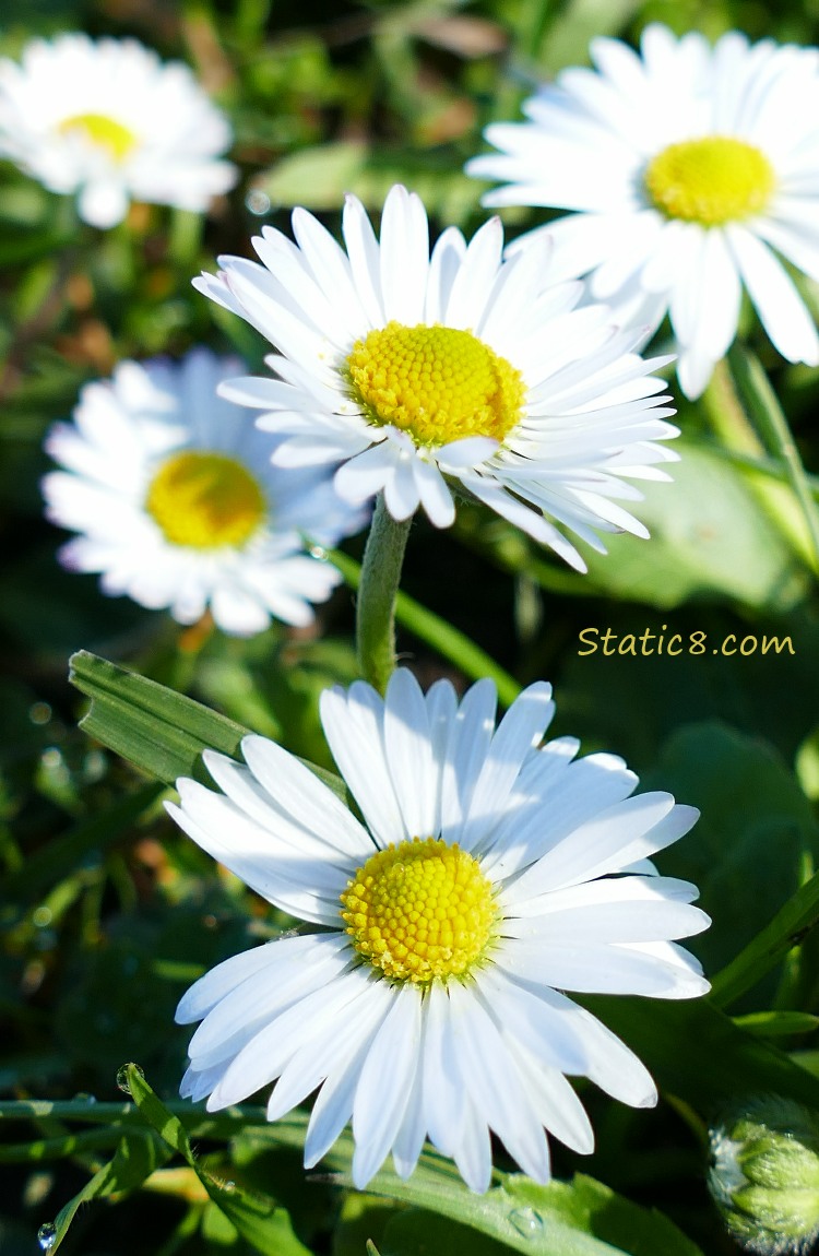Close up of some Lawn Daisies