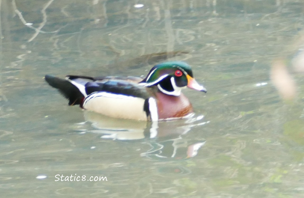 Male Wood Duck in the water