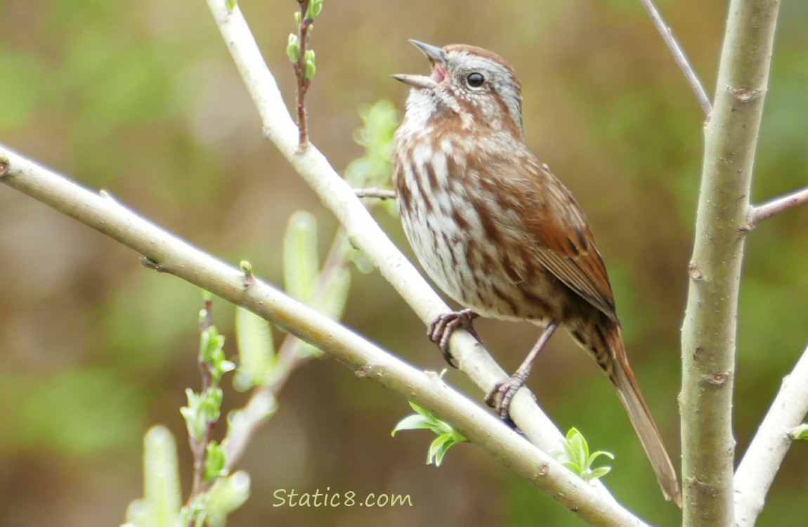 Singing Song Sparrow on a twig