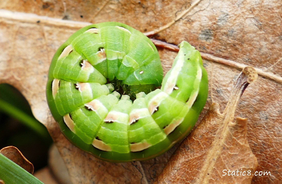 a green Caterpillar, curled up on a leaf