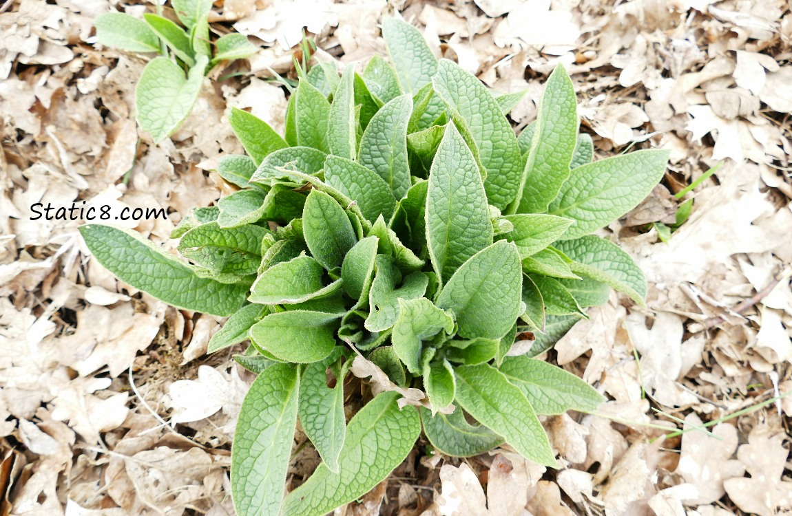 Looking down at the leaves of a Comfrey plant