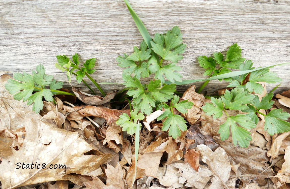 Creeping Buttercup plant with a wood background