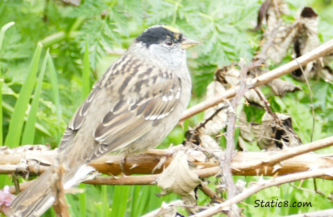 Golden Crowned Sparrow