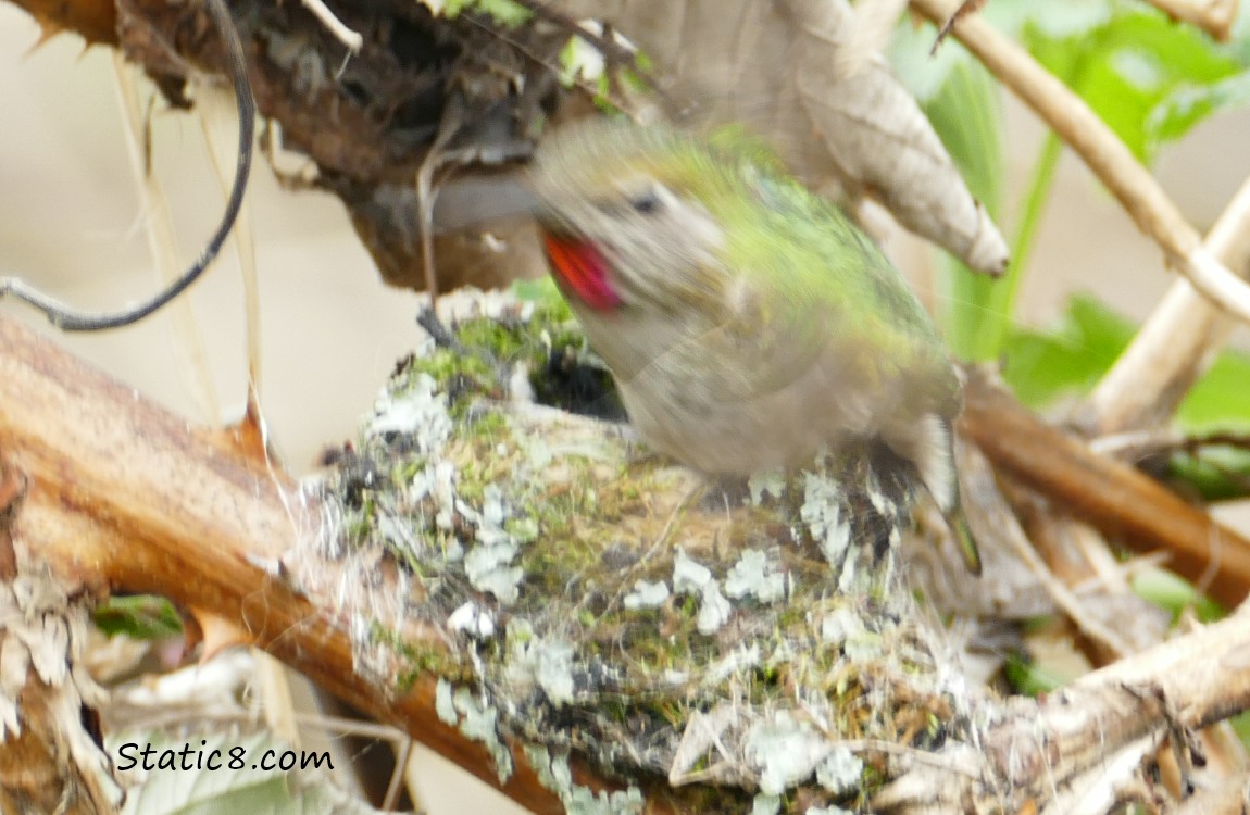 blurry Anna Hummingbird flying away from her nest