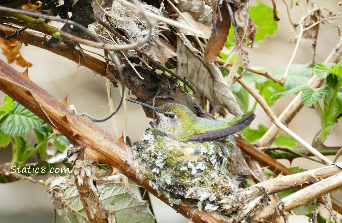 Anna Hummingbird on her nest