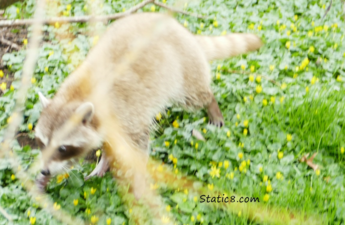 a blurry Blond Raccoon